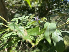 Solanum stelligerum
