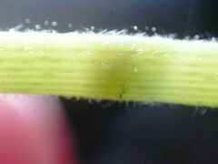 Menispermum canadense