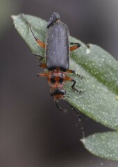 Atalantycha bilineata