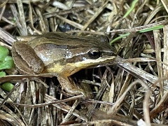 Pseudacris brimleyi
