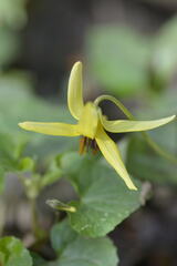 Erythronium americanum