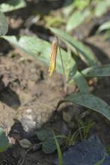 Erythronium americanum