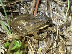Pseudacris brimleyi