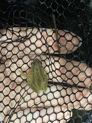 Pseudacris brimleyi