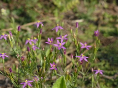 Centaurium centaurioides