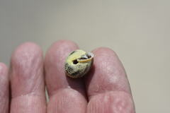 Triodopsis juxtidens