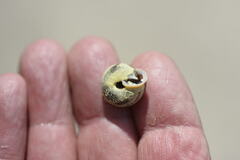 Triodopsis juxtidens