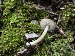 Melanoleuca