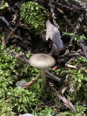 Melanoleuca