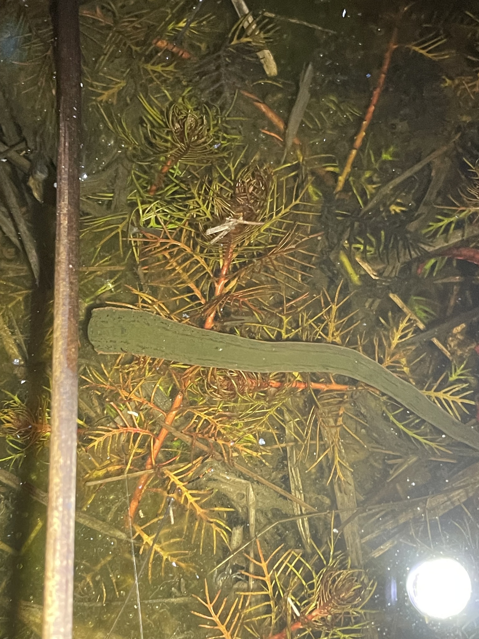 Hirudinidae
