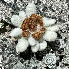 Leucogenes grandiceps