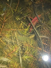 Philobdella floridana