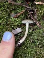 Melanoleuca