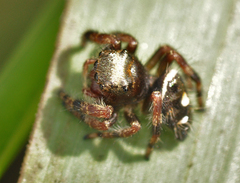 Paraphidippus aurantius