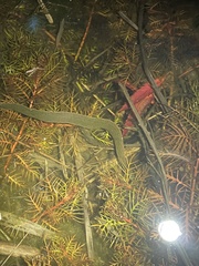 Philobdella floridana