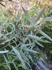 Olearia viscidula