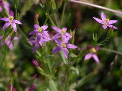 Centaurium centaurioides