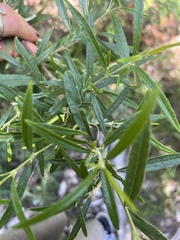 Olearia viscidula