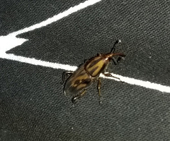 Metamasius hemipterus