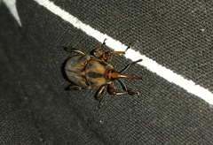 Metamasius hemipterus