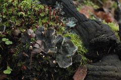 Peltigera neopolydactyla