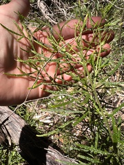 Zieria granulata