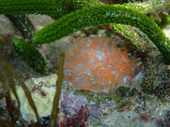 Polycitor giganteus