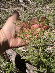 Zieria granulata