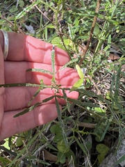 Zieria granulata