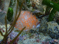 Polycitor giganteus