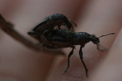 Enaptorhinus sinensis