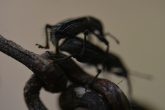 Enaptorhinus sinensis