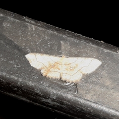 Cyclophora