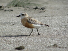 Charadrius obscurus