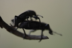 Enaptorhinus sinensis