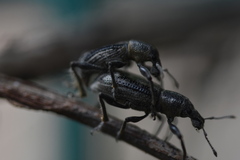 Enaptorhinus sinensis