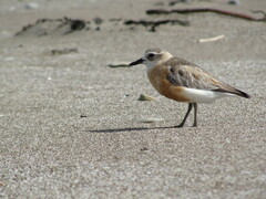 Charadrius obscurus