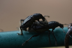 Enaptorhinus sinensis