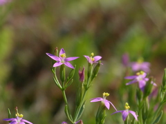 Centaurium centaurioides