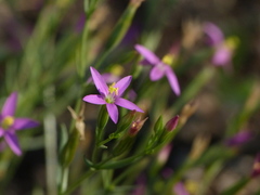 Centaurium centaurioides