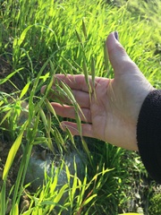 Avena barbata