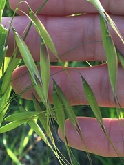 Avena barbata