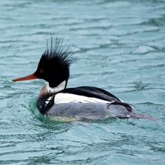 Mergus serrator