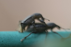 Enaptorhinus sinensis