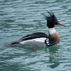 Mergus serrator