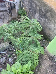 Averrhoa carambola