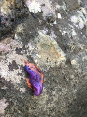 Flabellinopsis iodinea