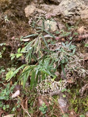 Gnaphaliothamnus salicifolius
