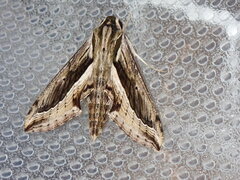 Hippotion velox