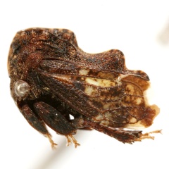 Tylopelta gibbera